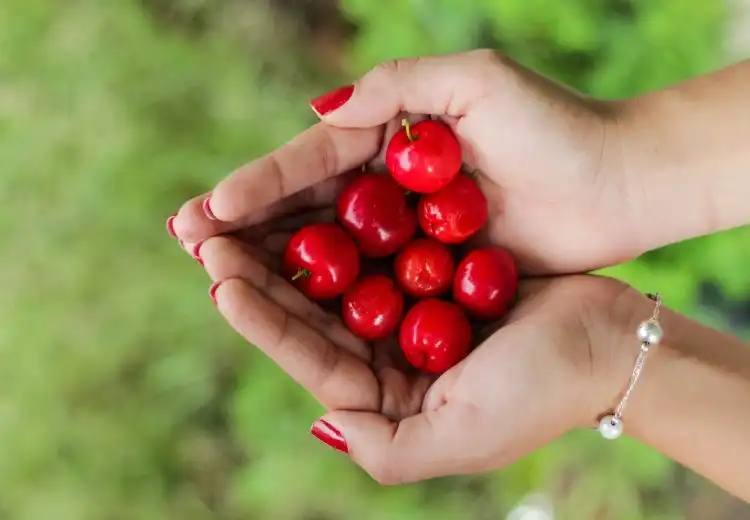 6 benefícios da acerola para a imunidade