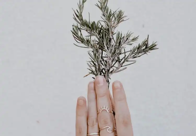 benefícios do alecrim