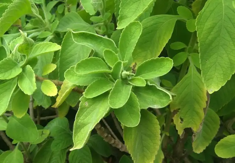 chá de boldo serve para quê?