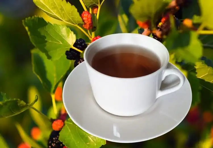 chá da folha de amora serve pra quê?