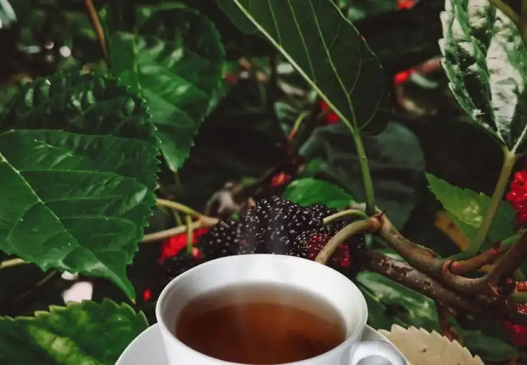 como fazer chá da folha de amora