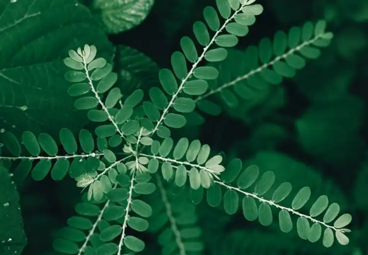 chá de arrebenta pedra