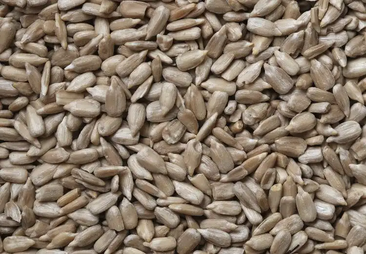 Benefícios da semente de girassol para saúde