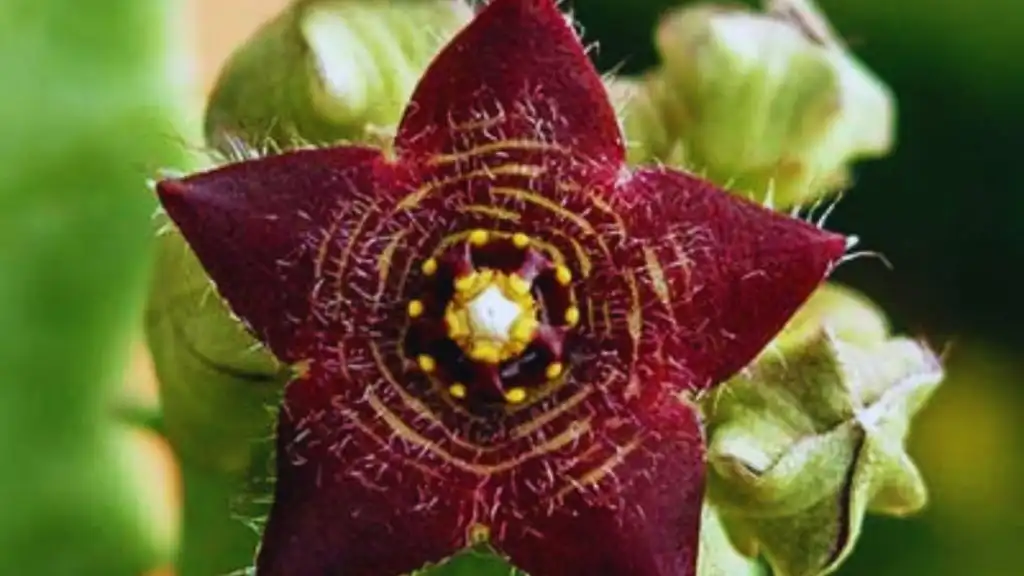 O Universo Fitoterápico para Emagrecer, 8 alternativas que podem realmente te ajudar! 6 Caralluma fimbriata