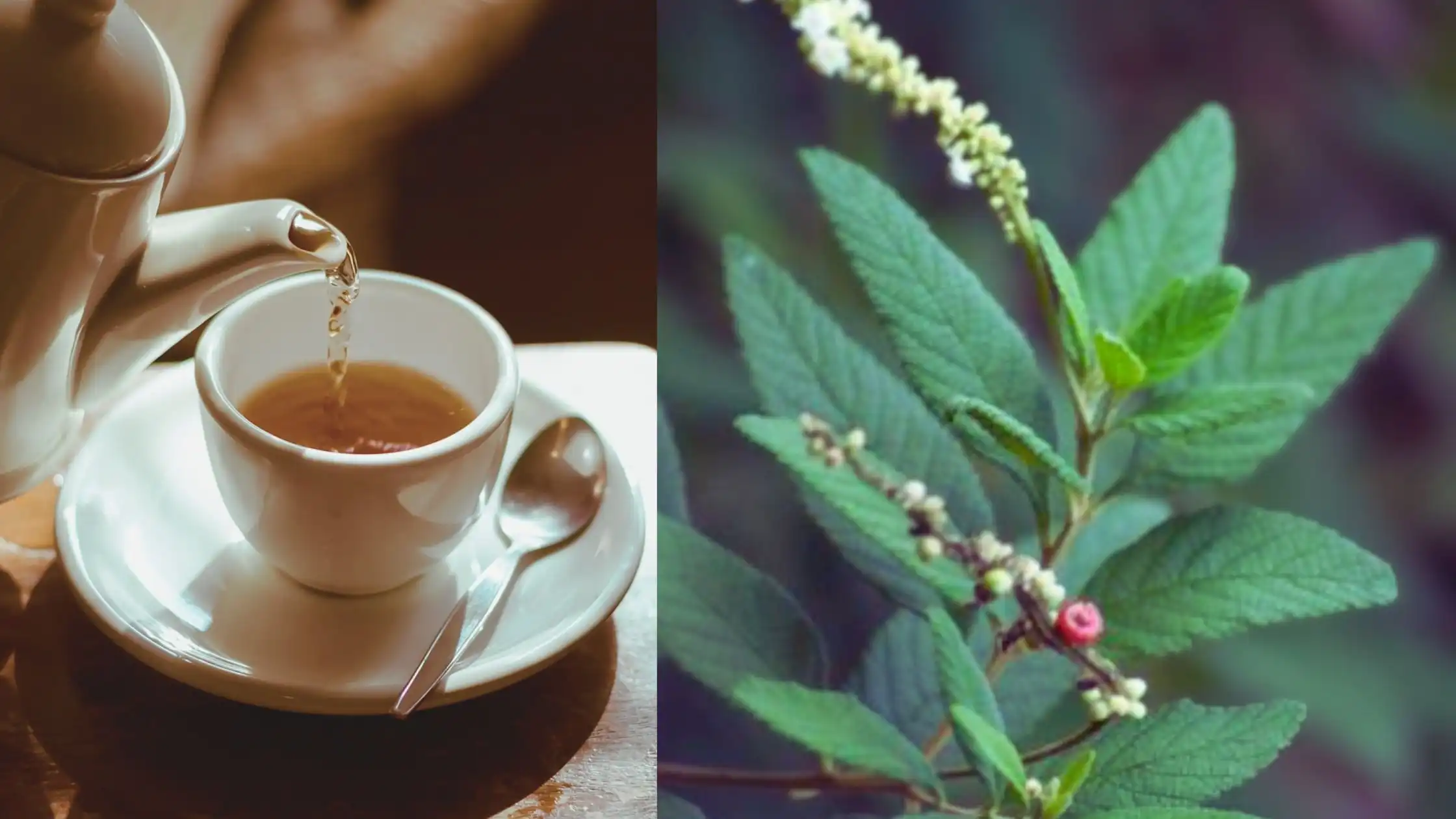 chá de baleeira emagrece