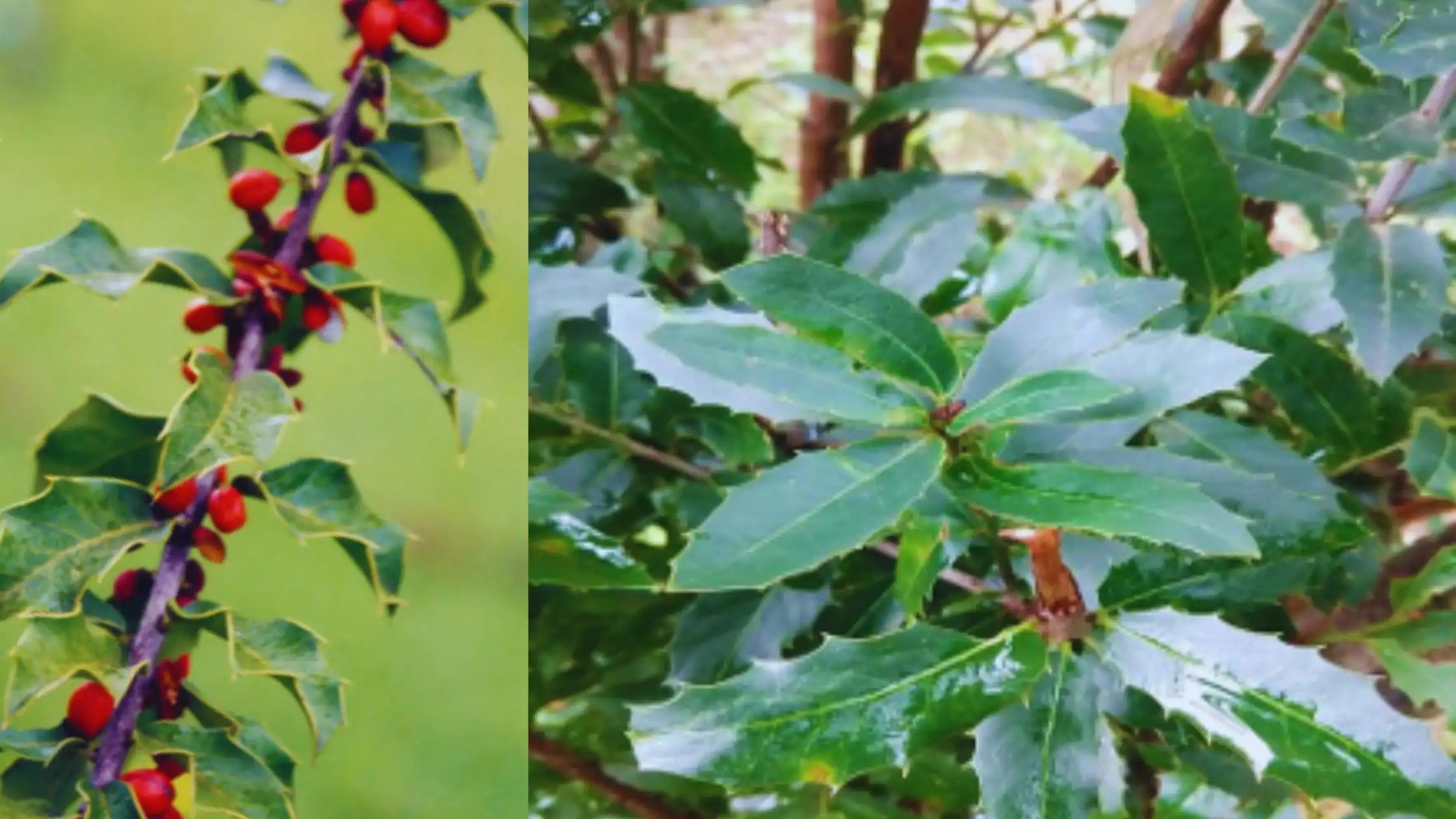 espinheira santa emagrece?