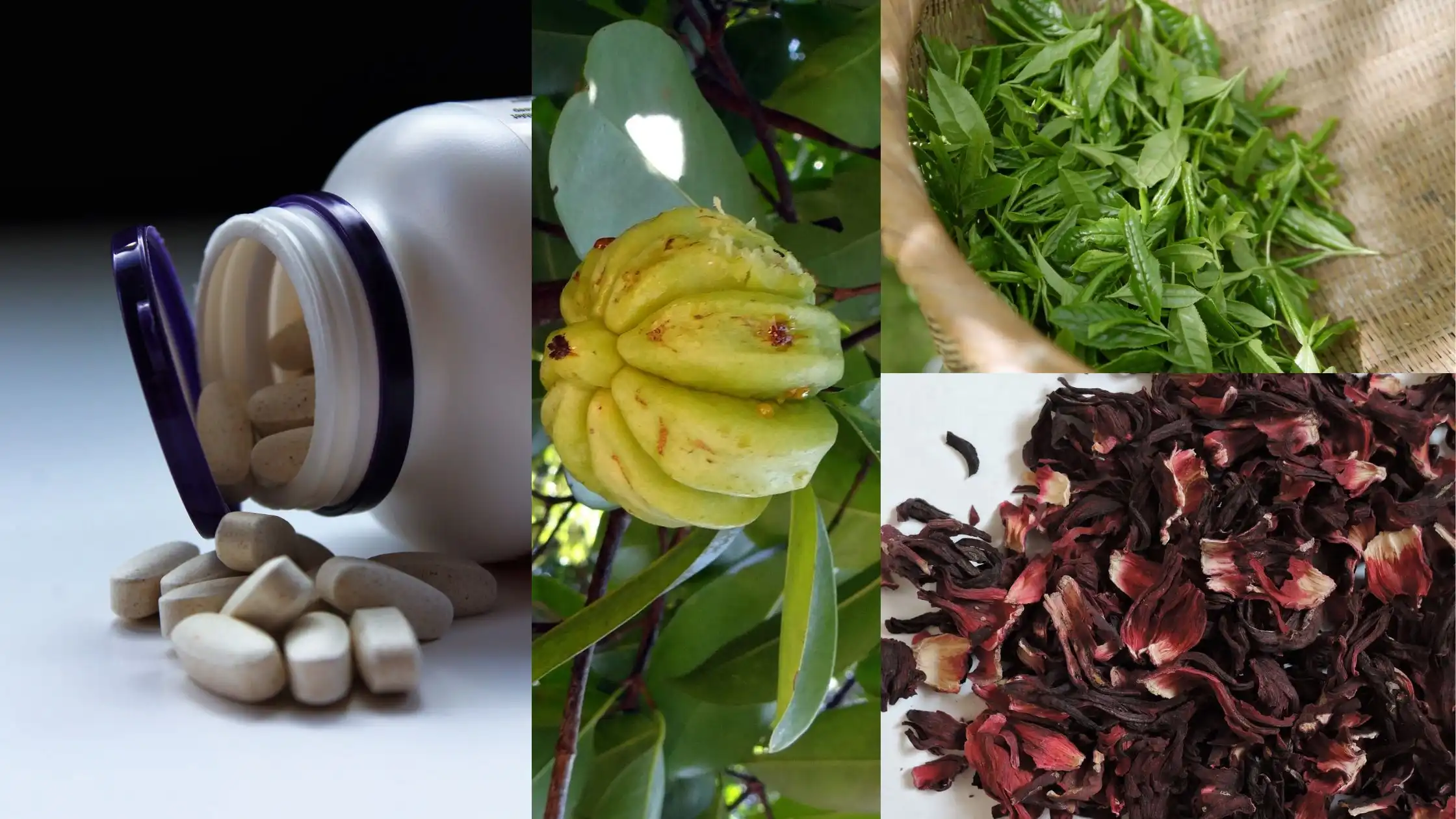 fitoterápico para emagrecer