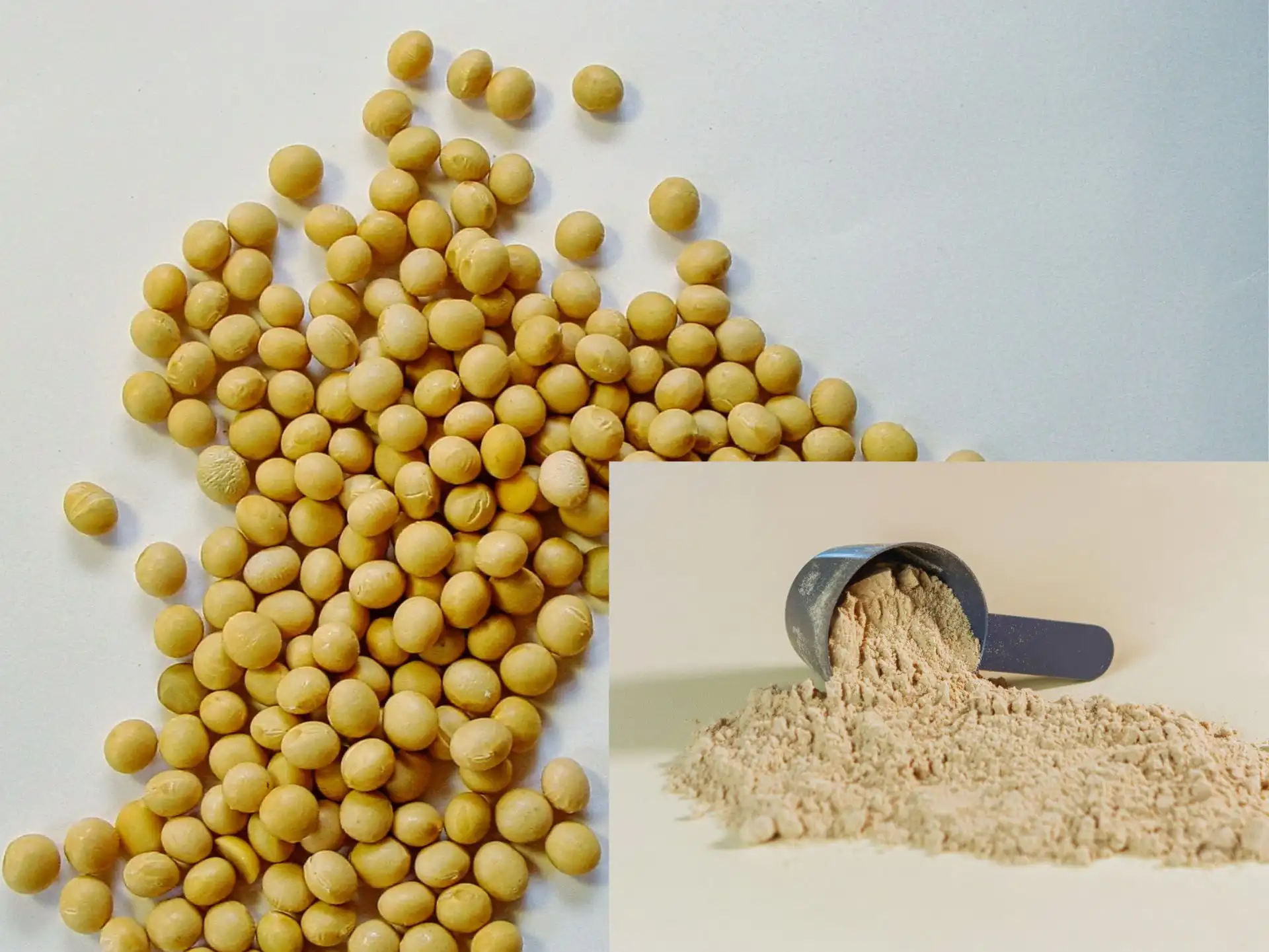 proteína isolada de soja